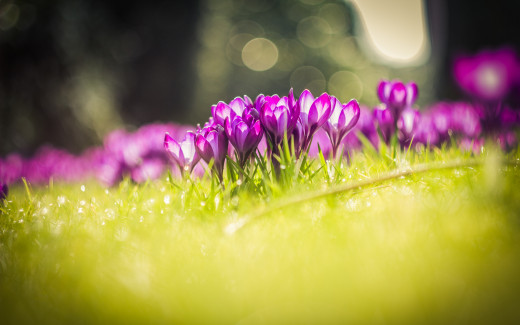 855949 (a): :2560x1600